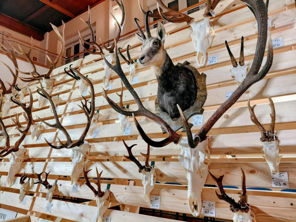 Lovci opozarjajo na nedopustna nočna lomastenja v gozdu