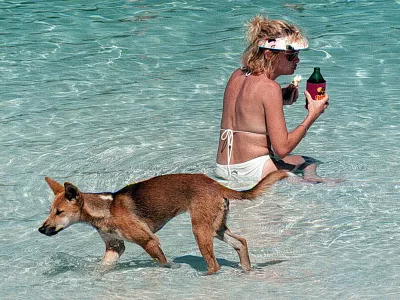 Dingo, Avstralija - pes