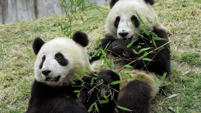 A pair of pandas, a male (R) and a female, eat bamboo at the China Panda Protection and Research Center in Wolong, in southwest China's Sichuan province in this March 17, 2007 photo. China has selected the two pandas to give to Hong Kong as an anniversary gift, 10 years after the former British colony's return to Chinese rule. Picture taken March 17, 2007. CHINA OUT REUTERS/China Daily (CHINA)