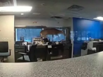 Jelen je priletel skozi okno banke, potem pa ni sam na&scaron;el poti ven. 