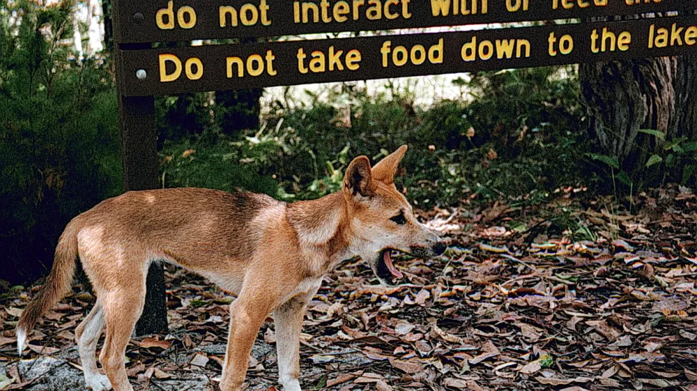 Dingo, Avstralija - pes