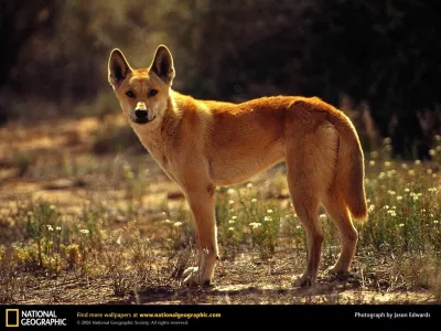 avstralski pes dingo