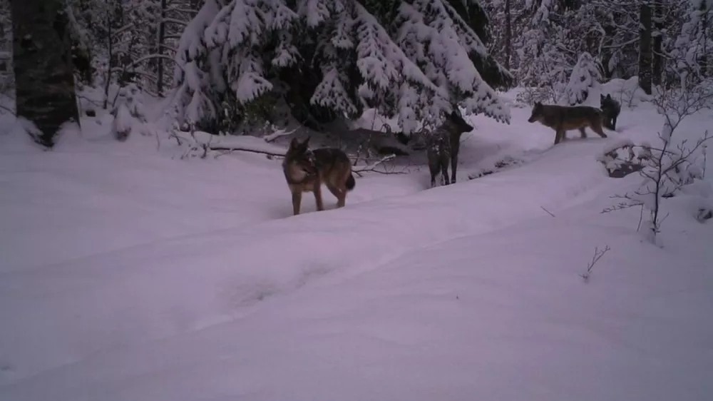 Trop volkov v notranjosti Plitvi&scaron;kih jezer. F TZ Plitvi&scaron;ka jezera