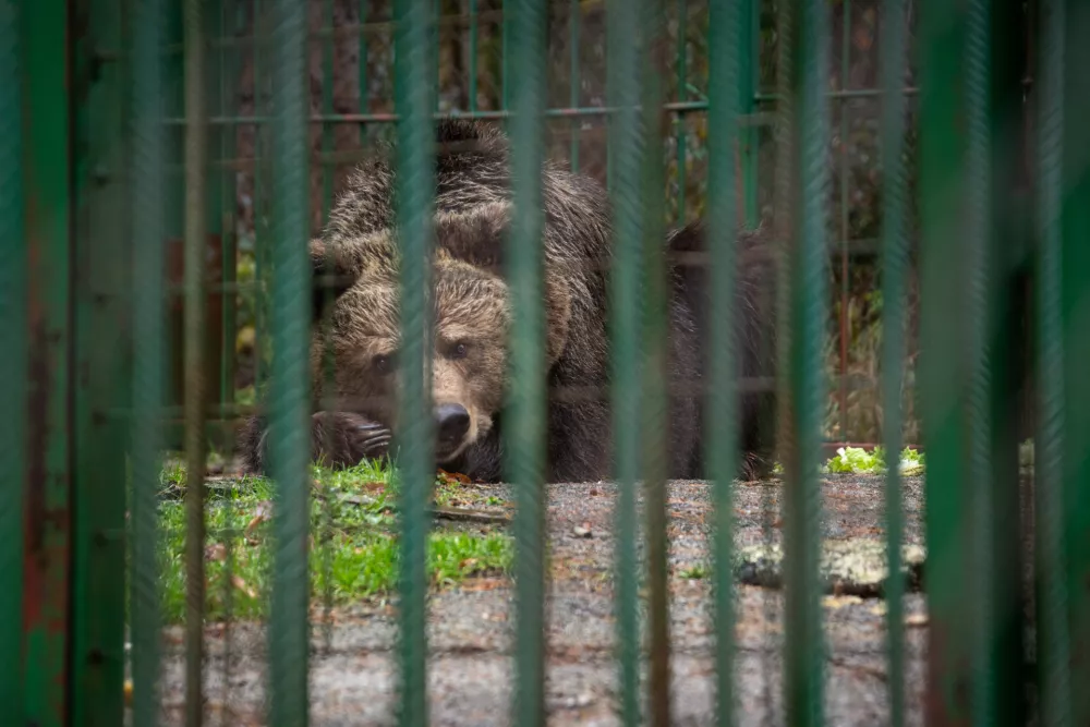Bled, Slovenia | 2025 11 25 | Rescue of Bear Mici from private keeping in Slovenia. A FP team and veterinarian Marc G&ouml;lkel immobilize the bear to load her into the transport crate. She will be transferred to BEAR SANCTUARY Arbesbach in Austria.