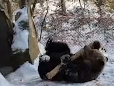 Medvedka Mici uživa na snegu. Foto: posnetek zaslona