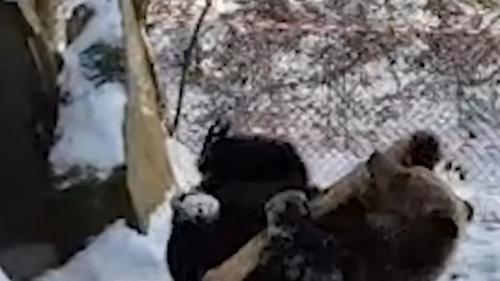 Medvedka Mici uživa na snegu. Foto: posnetek zaslona