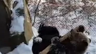 Medvedka Mici uživa na snegu. Foto: posnetek zaslona