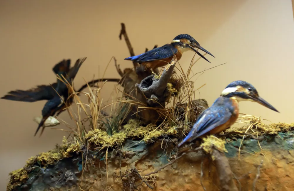 Skoraj stoletje in tri manj kot 10.000 živali