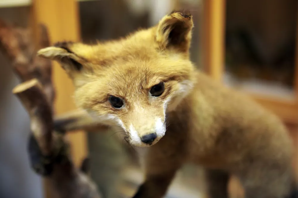 Skoraj stoletje in tri manj kot 10.000 živali