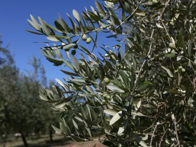 - oljčni nasad &ndash; oljke - olive- 27.09.2018 &ndash; Hrva&scaron;ka Istra &ndash; oljkarji - Oljarna AGROFIN, Zambratija - proizvodnja ekstra devi&scaron;kega istrskega oljčnega olja - oljčno &ndash; olivno olje - //FOTO: Luka Cjuha.