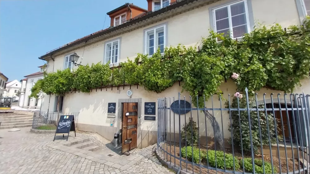 Zagotovo zelo močna zgodba Maribora je tudi najstarej&scaron;a trta na svetu. F Vesna Levičnik