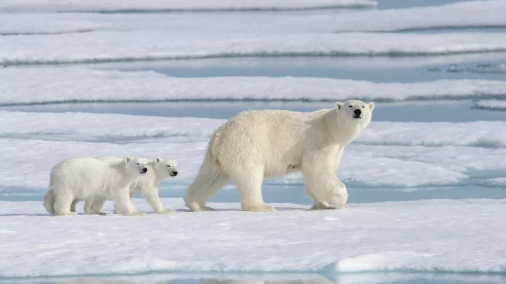 Wild polar bear (Ursus maritimus) mother and cub on the pack ice