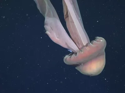 Velikanska fantomska meduza.