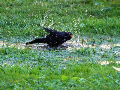2. " Jutranje kopanje v mestnem parku" prikazuje kosa, ki je najprej pregnal vse druge ptice in se nato sam kopal mlakuži v mestnem parku.Avtor fotografij: Martin Brglez, Legen 47 a, 2383 &Scaron;martno pri Slovenj Gradcu