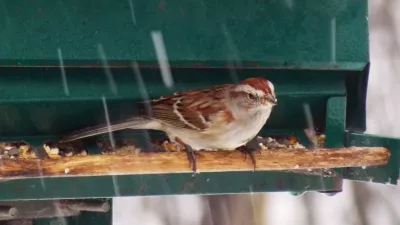 A lovely Common House Sparrow perches on my Backyard Bird Feeder in this Winter Scene during the Snow Storm.
