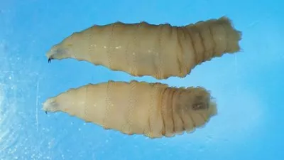 Ličinki vijačne muhe, parazita, ki jedo tkivo živali. 