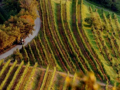 - TRGATEV -  - Kmetija PRINČIČ - Gori&scaron;ka brda &ndash; Kozana &ndash; Dobrovo v Brdih- Vinograd v Vipolžah- grozdje , //FOTO: Bojan Velikonja  OPOMBA: ZA OBJAVO V SOBOTNI PRILOGI DNEVNIK&ndash; REPORTAŽA