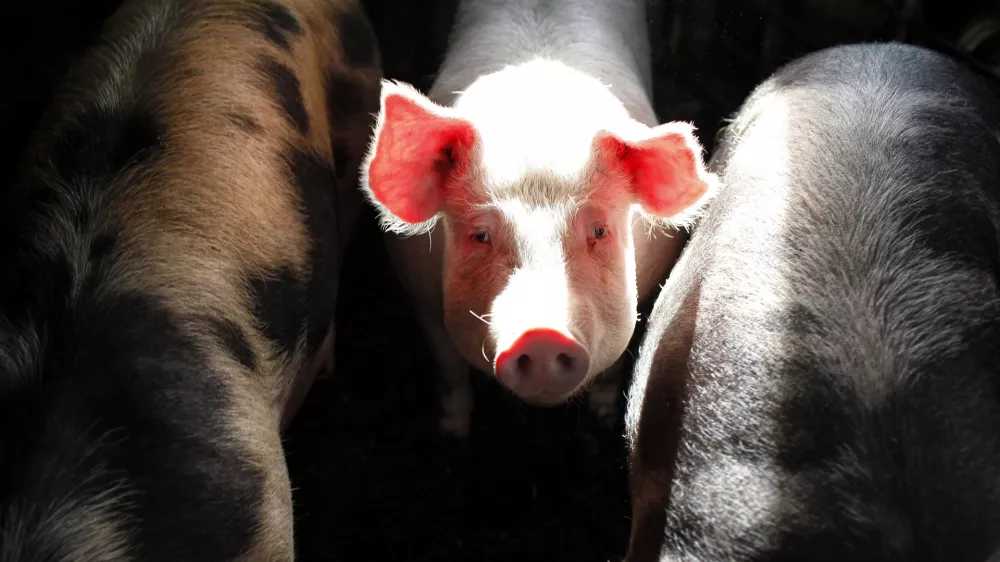 - ilustrativna fotografija - pra&scaron;ičereja, pujs, svinja, domača žival FOTO: JAKA GASAR / NEDELJSKI