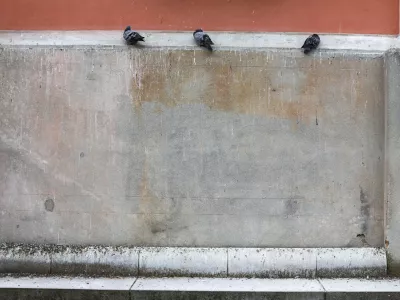 Ali bi naselitev sokolov omejila populacijo golobov?