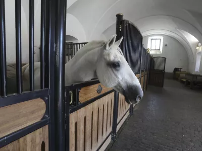 - 27.09.2023 &ndash; Kobilarna Lipica, dom lipicancev in največja kobilarna z lipicanci na svetu. //FOTO: Luka Cjuha