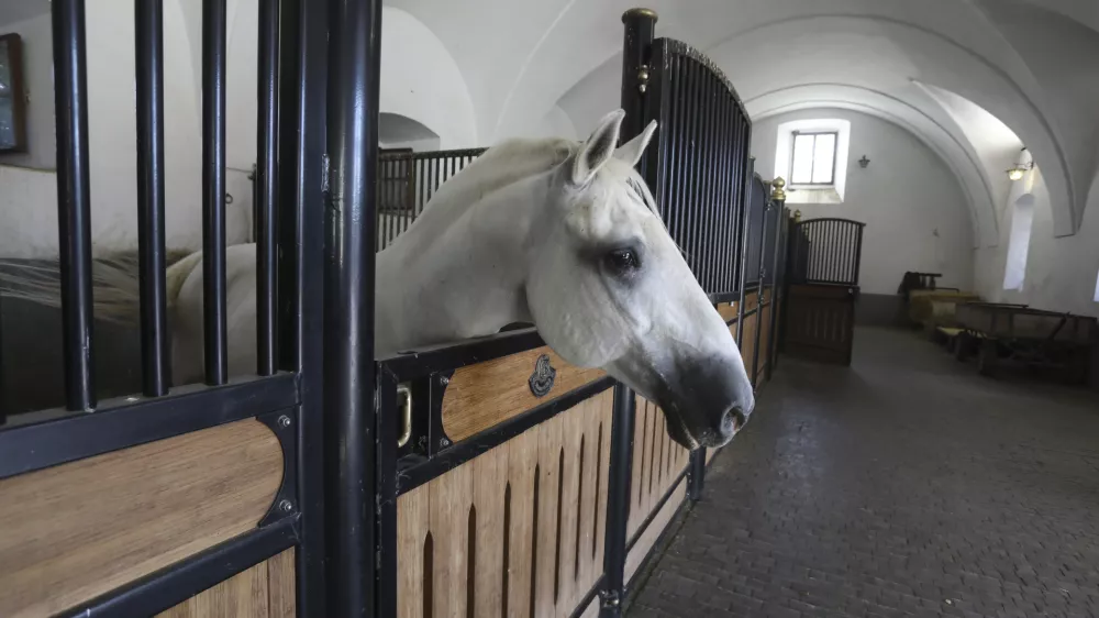 - 27.09.2023 &ndash; Kobilarna Lipica, dom lipicancev in največja kobilarna z lipicanci na svetu. //FOTO: Luka Cjuha