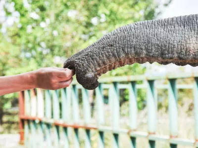 Njegov rilec je nekaj izjemnega. / Foto: Istock