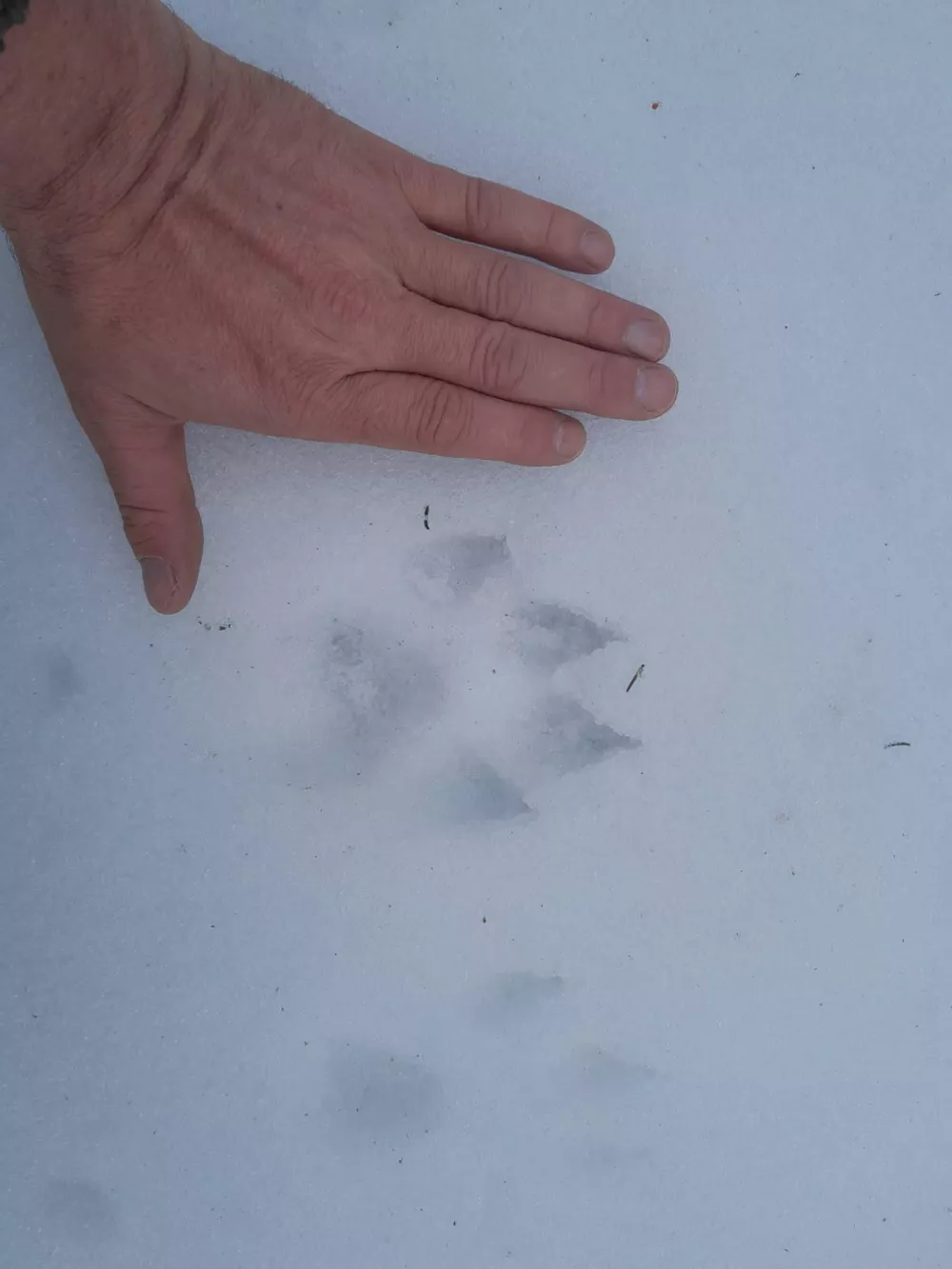 Volk ponovno na Pohorju &ndash; znanje za varen soobstoj