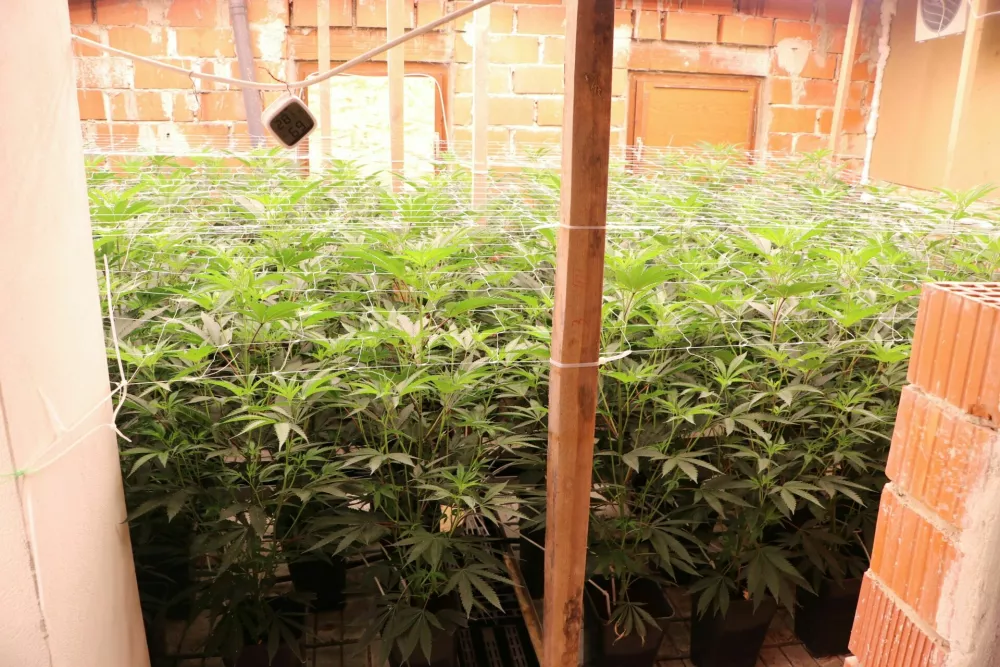 V hi&scaron;ni preiskavi so zasegli 220 rastlin konoplje. 