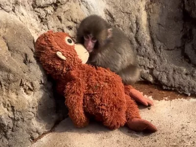 To ni igrača, pač pa pomoč pri odra&scaron;čanju. / Foto: Youtube