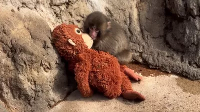 To ni igrača, pač pa pomoč pri odra&scaron;čanju. / Foto: Youtube