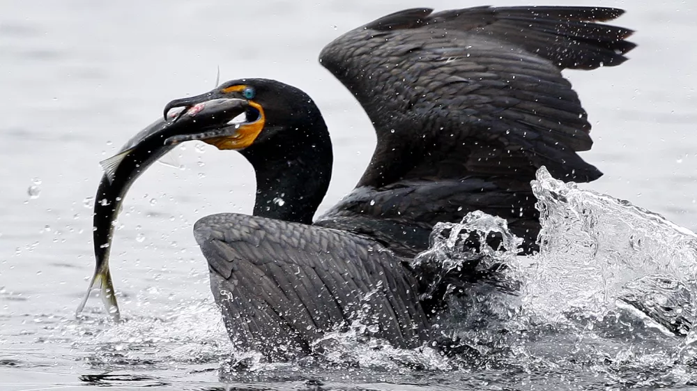 A double-crested cormorant surfaces after catching an alewife near the outlet of Damariscotta Lake, Friday, May 15, 2009, in Newcastle, Maine. While this fish was unlucky, tens of thousands of alewives will evade their predators as they return to the freshwater lake to spawn. Alewives spend most of the year at sea. (AP Photo/Robert F. Bukaty)