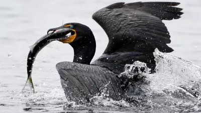 A double-crested cormorant surfaces after catching an alewife near the outlet of Damariscotta Lake, Friday, May 15, 2009, in Newcastle, Maine. While this fish was unlucky, tens of thousands of alewives will evade their predators as they return to the freshwater lake to spawn. Alewives spend most of the year at sea. (AP Photo/Robert F. Bukaty)