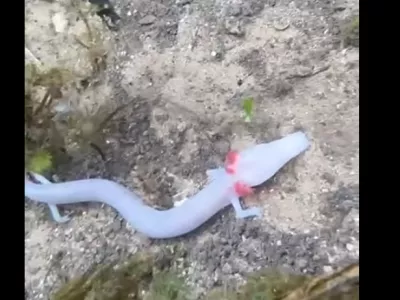 člove&scaron;ke ribice 