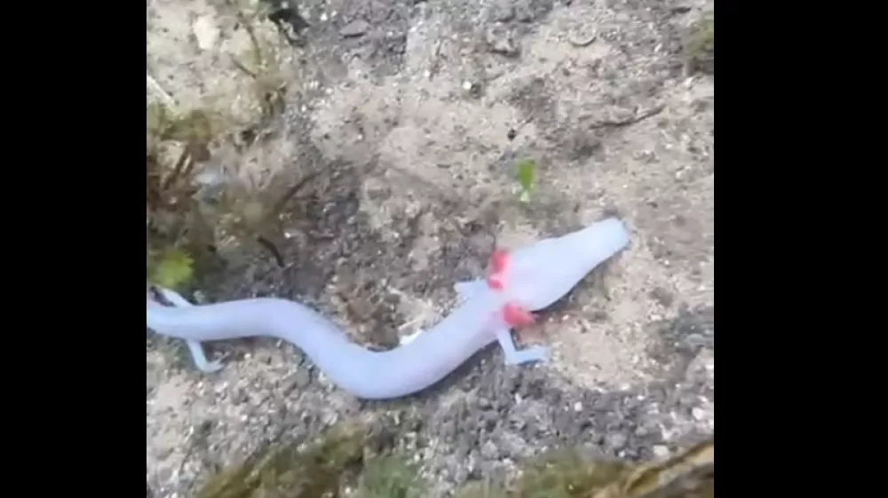 člove&scaron;ke ribice 