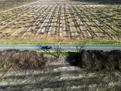FILE PHOTO: A view shows trees, which burned during wildfires that sorely impacted the forests of the Gironde region, cut down and piled up in Saint-Magne, France, March 21, 2023. REUTERS/Stephane Mahe/File Photo
