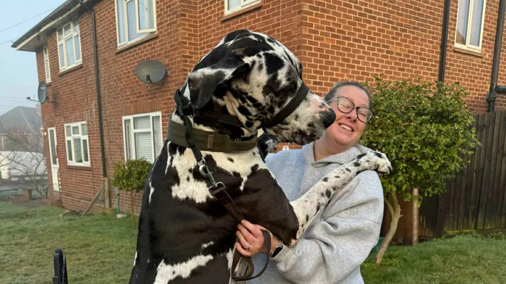 EXCLUSIVE: Story from Jam Press (Massive Great Dane) Gigantic 6ft 2 pooch weighs whopping 11 stone and is mistaken for a horse...but thinks he's a lap dogA gigantic Great Dane who weighs a whopping 11 stone and is mistaken for a horse still tries to sit on his owner's lap.Elvis stands at 6ft 2in on his hind legs and towers over his 5ft 6in owner Kayleigh O'Riordan, 37.The three-year-old dog sleeps on a three-seater sofa and eats 2kg of food every day, setting Kayleigh back Ł35 a week."He touches the light on the living room ceiling when he's on his hind legs and he's a lot taller than me," Kayleigh, from Frimley, Surrey, said."The last time he was measured he was 11 stone but he's too big for the scales at our local vets."We joke about taking him to the scrap metal yard to use one of the scales they use to weigh cars."We knew he was going to be a big boy but we didn't realise how big."Kayleigh also told What's the Jam: "He just kept growing and growing and every time he reached his height, he grew again."His size impacts everything from sharing the sofa to making a conscious effort not to leave anything on the kitchen sides as he's shoulder height to the countertops."Our car choices are limited to what he can fit in."Kayleigh says the huge dog attracts lots of attention when they're out for walks and people often mistake him for a horse.The business owner said: "People say 'do you have a saddle for that?' and ask to ride him."We've met a Shetland pony that was smaller than him."We get a lot of 'wow, look at the size of that dog' sometimes with a profanity or two."Walking him is a pleasure but I walk him in a long line as other dogs and some people don't know how to take his size and it can cause shock or unease."He has good recall but I need to know I have full control."I like to take him to an enclosed field where he can run freely without having to be concerned about other people or dog's reactions.23 Jan 2026Pictured: Story from Jam Press (Massive Great Dane) Pictured: Kayleigh with her Great Dane, Elvis.Gigantic 6ft 2 pooch weighs whopping 11 stone and is mistaken for a horse...but thinks he's a lap dogA gigantic Great Dane who weighs a whopping 11 stone and is mistaken for a horse still tries to sit on his owner's lap.Elvis stands at 6ft 2in on his hind legs and towers over his 5ft 6in owner Kayleigh O'Riordan, 37.The three-year-old dog sleeps on a three-seater sofa and eats 2kg of food every day, setting Kayleigh back Ł35 a week."He touches the light on the living room ceiling when he's on his hind legs and he's a lot taller than me," Kayleigh, from Frimley, Surrey, said."The last time he was measured he was 11 stone but he's too big for the scales at our local vets."We joke about taking him to the scrap metal yard to use one of the scales they use to weigh cars."We knew he was going to be a big boy but we didn't realise how big."Kayleigh also told What's the Jam: "He just kep.,Image: 1068629624, License: Rights-managed, Restrictions: NO Australia, Germany, Norway, South Korea, Sweden, United Kingdom, United States, Unknown Country, Model Release: no, Pictured: Great Dane Elvis, as a puppy