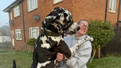 EXCLUSIVE: Story from Jam Press (Massive Great Dane) Gigantic 6ft 2 pooch weighs whopping 11 stone and is mistaken for a horse...but thinks he's a lap dogA gigantic Great Dane who weighs a whopping 11 stone and is mistaken for a horse still tries to sit on his owner's lap.Elvis stands at 6ft 2in on his hind legs and towers over his 5ft 6in owner Kayleigh O'Riordan, 37.The three-year-old dog sleeps on a three-seater sofa and eats 2kg of food every day, setting Kayleigh back Ł35 a week."He touches the light on the living room ceiling when he's on his hind legs and he's a lot taller than me," Kayleigh, from Frimley, Surrey, said."The last time he was measured he was 11 stone but he's too big for the scales at our local vets."We joke about taking him to the scrap metal yard to use one of the scales they use to weigh cars."We knew he was going to be a big boy but we didn't realise how big."Kayleigh also told What's the Jam: "He just kept growing and growing and every time he reached his height, he grew again."His size impacts everything from sharing the sofa to making a conscious effort not to leave anything on the kitchen sides as he's shoulder height to the countertops."Our car choices are limited to what he can fit in."Kayleigh says the huge dog attracts lots of attention when they're out for walks and people often mistake him for a horse.The business owner said: "People say 'do you have a saddle for that?' and ask to ride him."We've met a Shetland pony that was smaller than him."We get a lot of 'wow, look at the size of that dog' sometimes with a profanity or two."Walking him is a pleasure but I walk him in a long line as other dogs and some people don't know how to take his size and it can cause shock or unease."He has good recall but I need to know I have full control."I like to take him to an enclosed field where he can run freely without having to be concerned about other people or dog's reactions.23 Jan 2026Pictured: Story from Jam Press (Massive Great Dane) Pictured: Kayleigh with her Great Dane, Elvis.Gigantic 6ft 2 pooch weighs whopping 11 stone and is mistaken for a horse...but thinks he's a lap dogA gigantic Great Dane who weighs a whopping 11 stone and is mistaken for a horse still tries to sit on his owner's lap.Elvis stands at 6ft 2in on his hind legs and towers over his 5ft 6in owner Kayleigh O'Riordan, 37.The three-year-old dog sleeps on a three-seater sofa and eats 2kg of food every day, setting Kayleigh back Ł35 a week."He touches the light on the living room ceiling when he's on his hind legs and he's a lot taller than me," Kayleigh, from Frimley, Surrey, said."The last time he was measured he was 11 stone but he's too big for the scales at our local vets."We joke about taking him to the scrap metal yard to use one of the scales they use to weigh cars."We knew he was going to be a big boy but we didn't realise how big."Kayleigh also told What's the Jam: "He just kep.,Image: 1068629624, License: Rights-managed, Restrictions: NO Australia, Germany, Norway, South Korea, Sweden, United Kingdom, United States, Unknown Country, Model Release: no, Pictured: Great Dane Elvis, as a puppy