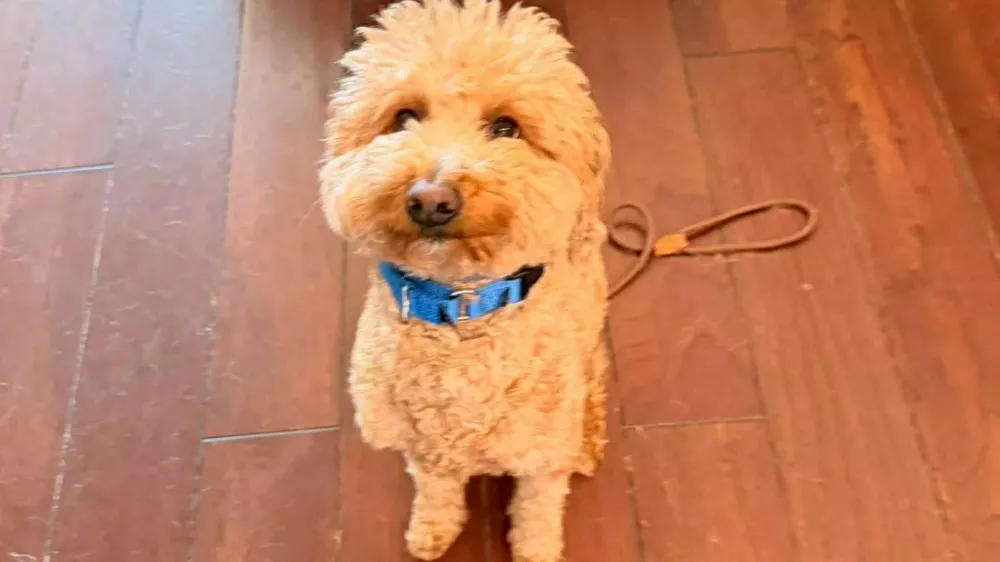 Skrbnica je dveletnega kužka, ki so mu zdaj nadeli ime JetBlue, zapustila na letali&scaron;ču in se sku&scaron;ala brez njega vkrcati na letalo. 