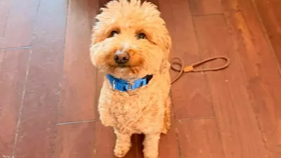 Skrbnica je dveletnega kužka, ki so mu zdaj nadeli ime JetBlue, zapustila na letali&scaron;ču in se sku&scaron;ala brez njega vkrcati na letalo. 