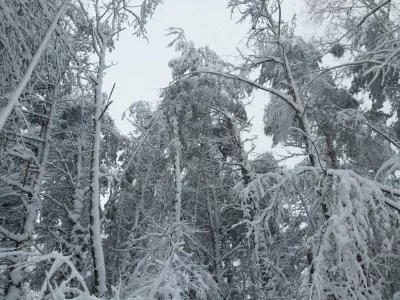 Zaradi snegoloma je po trenutni prvi, grobi oceni Zavoda za gozdove poskodovanih priblizno 50.000 m3 drevja.