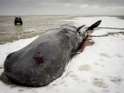 Znanstveniki se bojijo, da se bo to letos zgodilo &scaron;e večkrat. Nihče ne ve, zakaj je letos spet toliko primerov. / Foto: Profimedia