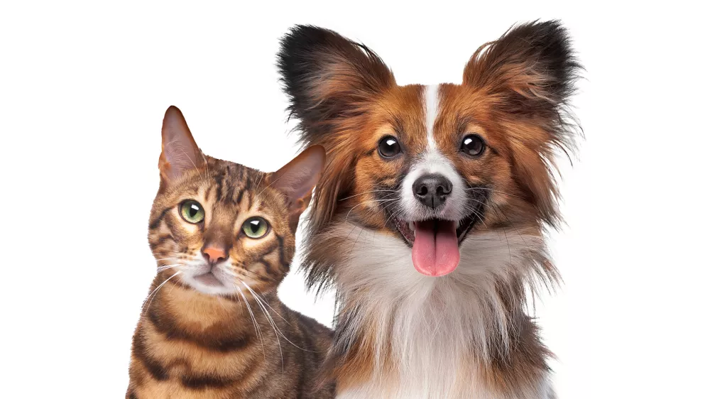 Tako srčkan par, ampak oba pu&scaron;čata dlake. / Foto: Istock