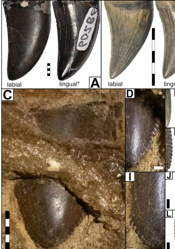 Primerjava med zobmi / Foto: Wyenberg-henzler Tca, Scannella Jb. 2026/peerj