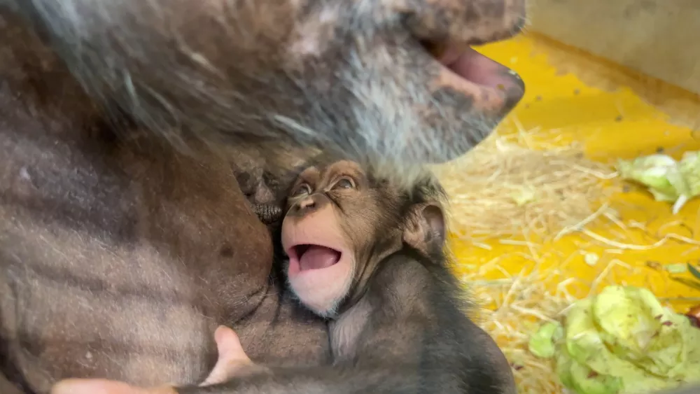 Foto: Arhiv ZOO Ljubljana