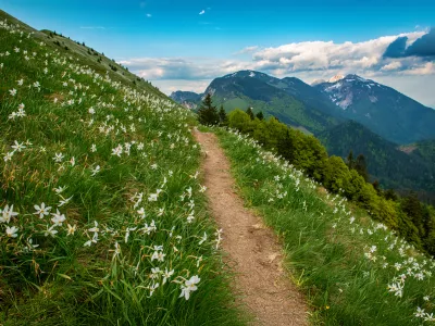 Narava se prebuja in danes bo čudovit dan za odkrivanje njenih kotičkov. Slika Golice je simbolična.