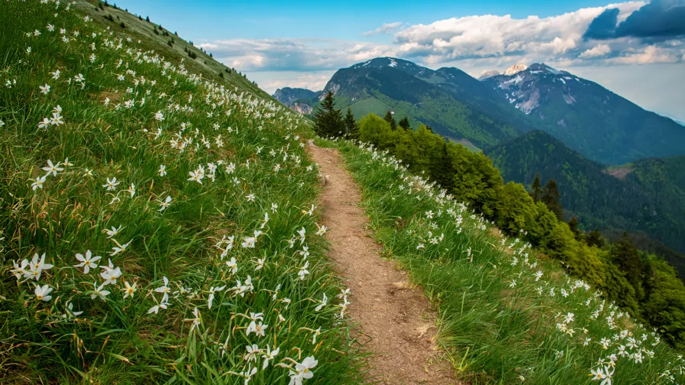 Narava se prebuja in danes bo čudovit dan za odkrivanje njenih kotičkov. Slika Golice je simbolična.