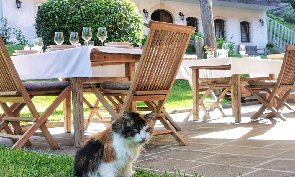 Utrujena Missy pred gostinskimi mizami / Foto: Miha First