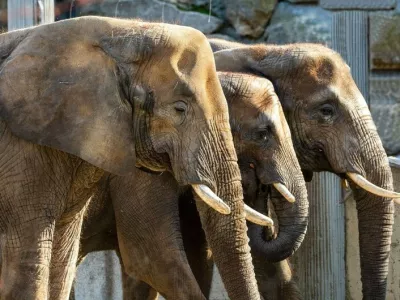 Čreda afriških slonov v Schönbrunnu.