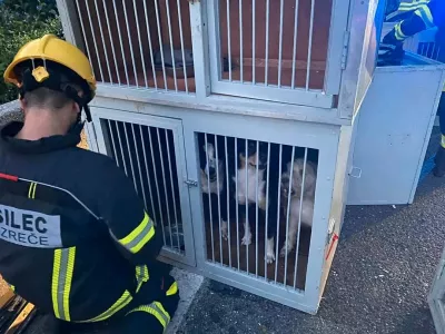 Pasji mladički so ostali nepo&scaron;kodovani. Foto: PGD Slovenske Konjice