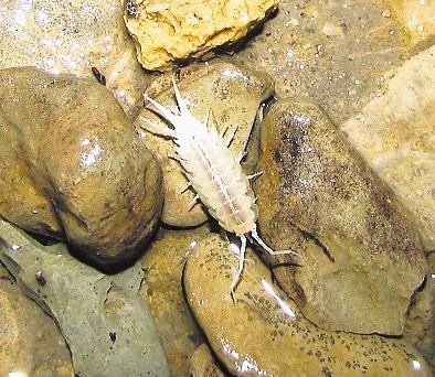 Jamske školjke Congeria kusceri, ob katerih so  vidni jamski cevkarji Marifugia cavatica.